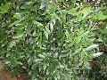 Broadleaf Podocarpus / Podocarpus nagi 